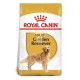 Royal Canin Adult Golden Retriever 12 Kg Pienso para Perros