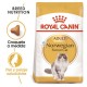 Royal Canin Feline Adult Norwegian Forest 10 Kg Comida para gatos