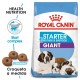 Royal Canin Giant Starter 15 Kg Cachorros y Madres Lactantes Pienso para Perros