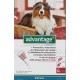 Advantage 250 4 Pipetas para Perros 10 a 25 Kg