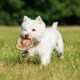 JUEGO FRISBEE Varios Tamaños Juego para Perros