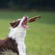 JUEGO FRISBEE Varios Tamaños Juego para Perros