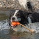 JUGUETE SWIMMING EDDY de Recuperación Juguetes para Perros