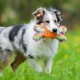 JUGUETE BONE WITH PLUSH Juguetes para Perros