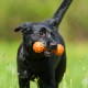 JUGUETE MINI BARBELL de Recuperación Juguetes para Perros