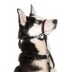 HALTI ® OPTIFIT HEADCOLLAR MEDIUM Collar para Perros