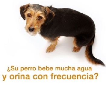 AFECCIONES URINARIAS, EN PERROS Y GATOS