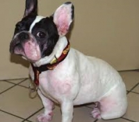 ALERGIAS ALIMENTARIAS EN PERROS