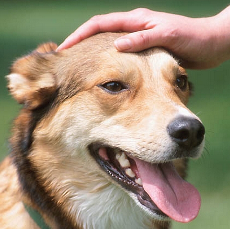 ANSIEDAD EN PERROS Y GATOS