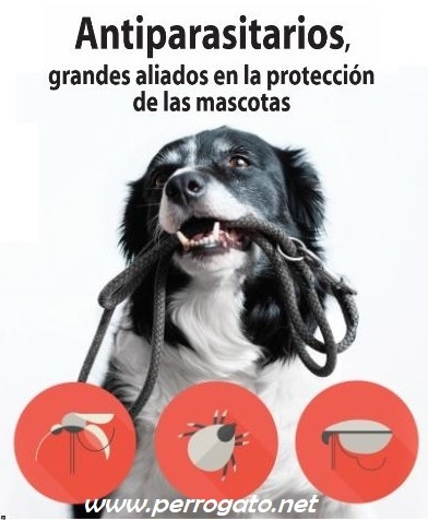 ANTIPARASITARIOS EXTERNOS E INTERNOS PARA PERROS Y GATOS