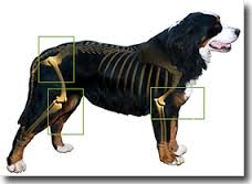 ARTROSIS EN PERROS, GATOS Y CABALLOS