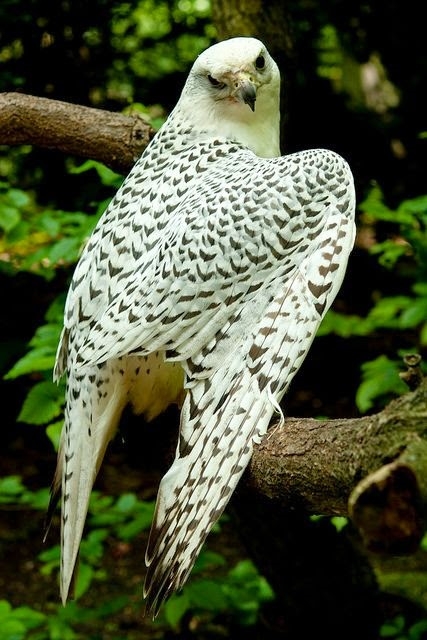 ATAQUES DE HALCONES A PALOMAS