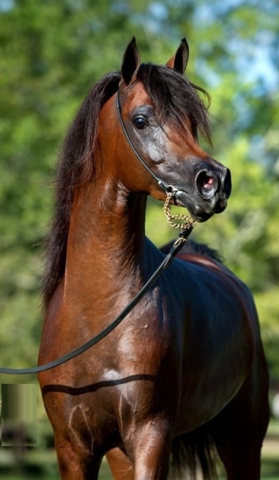 BUENA HIGIENE – BUENA PIEL – BIENESTAR PARA CABALLOS PERROS Y GATOS