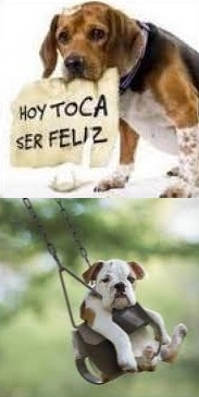 CARNE FRESCA EN LA DIETA DE PERROS Y GATOS