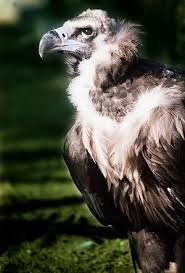 CENSO DE RAPACES, MONTEJO DE LA VEGA