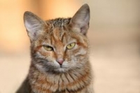 COMPORTAMIENTO EN GATOS