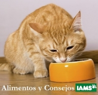 Consejos alimenticios ¿Su gato es “realmente difícil”?