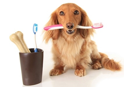 CUIDADO DENTAL - EUKANUBA