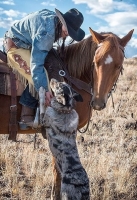 CUIDADOS PARA EL CABALLO DE PASEO