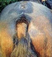 DERMATITIS ESTIVAL EN CABALLOS