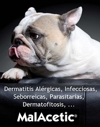 DERMATITIS POR MALASSEZIA EN PERROS Y GATOS