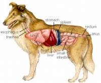 DIETAS ALTAS EN PROTEINA EN PERROS