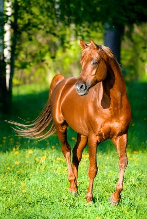 EL CABALLO Y EL BUEN TIEMPO