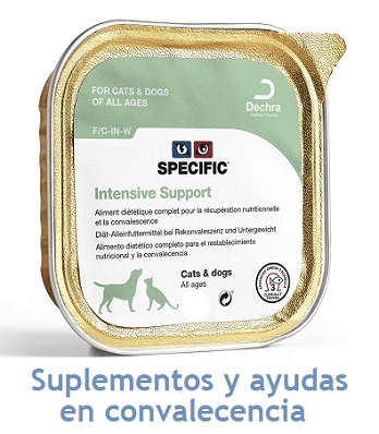 EL CALOR DISMINUYE EL APETITO DE NUESTRAS MASCOTAS Y ADELGAZAN