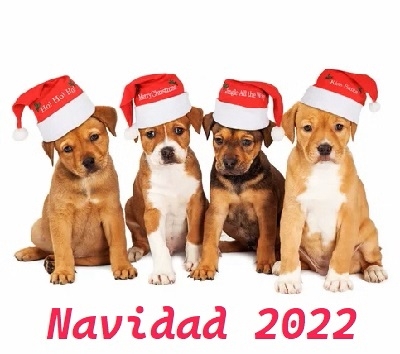 EN NAVIDAD CACHORROS SI, PERO CON TALENTO !!!
