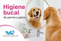 Higiene Bucal de perros y gatos