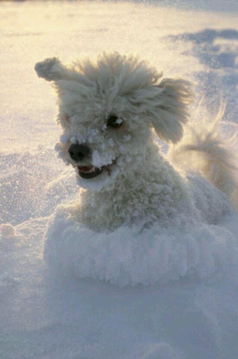 LAS MASCOTAS EN INVIERNO TIENEN OTRAS NECESIDADES