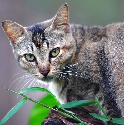 LOS GATOS Y EL USO DE LA BANDEJA