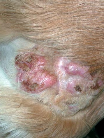 MASTOCITOMAS EN PERROS - ALGUNA AYUDA MAS
