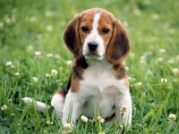 Mi beagle tiene Parvovirosis ¿Qué puedo hacer?