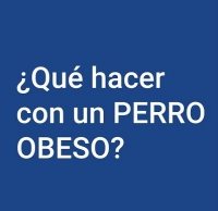 OBESIDAD - AYUDA PARA NUESTROS AMIGOS