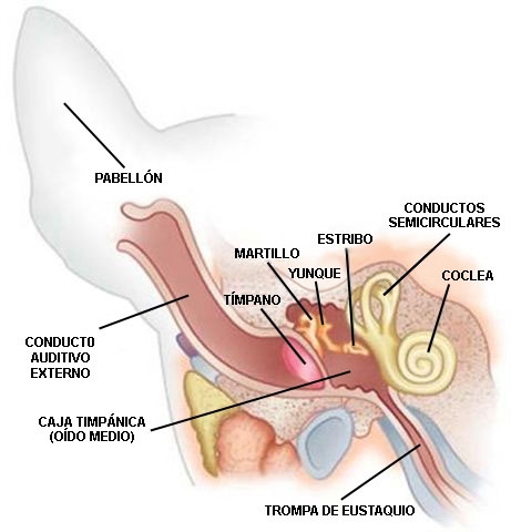 OTITIS EN PERROS