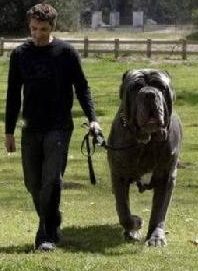 Perros grandes: Peso ideal  con mucho esfuerzo y ejercicio