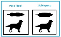 Peso ideal Perros razas pequeñas: su salud está en nuestra mano