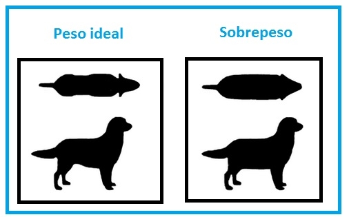 Peso ideal Perros razas pequeñas: su salud está en nuestra mano