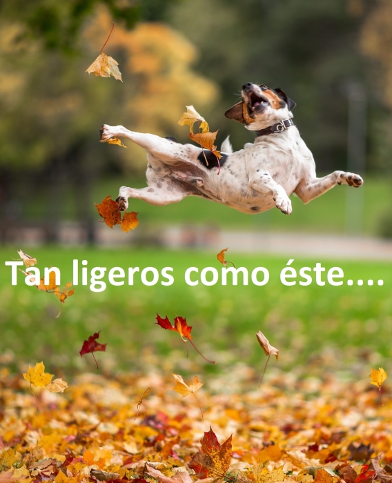 PIENSOS Y CONDROPROTECCION EN PERROS Y GATOS