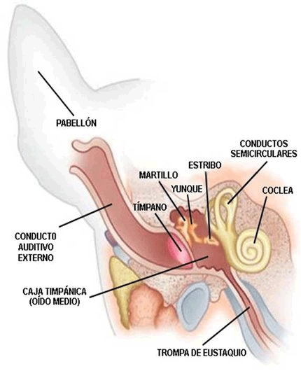 PREVENCION DE OTITIS - LIMPIEZA DE OIDOS