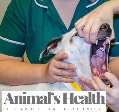 RAZAS DE PERROS CON MAS RIESGO DE ENFERMEDADES DENTALES
