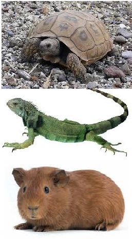 TRATAMIENTOS EN OTRAS MASCOTAS
